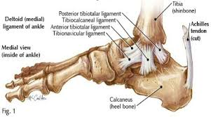 Image illustrates the four parts of the Deltoid Ligament of the ankle; Posterior Tibio-Talar, Tibio-Calcaneal, Anterior Tibio-Talar and Tibio-Navicular ligaments.